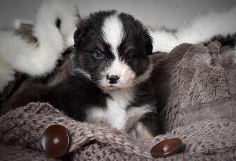 Australský ovčák s PP - 5