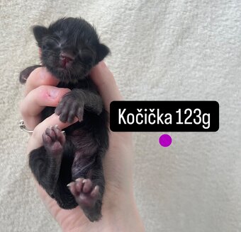 Mainská mývalí koťátka - 5