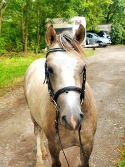 Valašek Český sportovní pony - 5