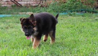 Německý ovčák štěňata s PP pejsek - 5