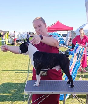 Boston, bostonský terier krytie. - 5