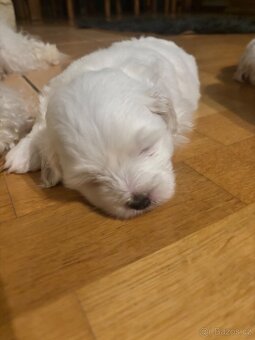 Coton de Tulear pejsek s PP - 5