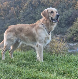 Zlatý retriever - 5
