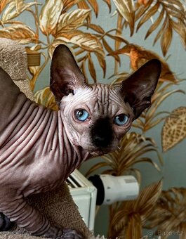Sphynx - 5