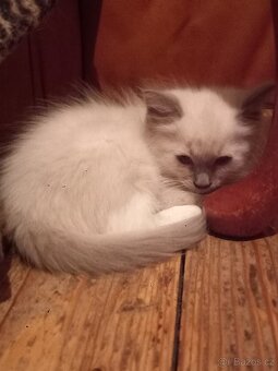Ragdoll koťata - 5