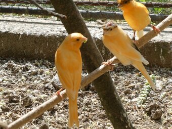 Prodám kanáry a zebřičky - 5