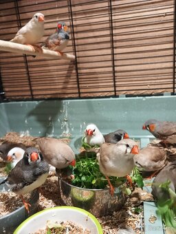 Zebřička pestrá - 5