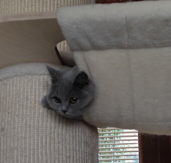 Britská koťata britské kotě - 5