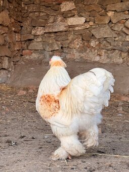 Brahmanka x hedvábnička - 5