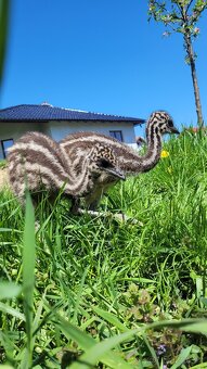Pštros emu hnědý australský - 5