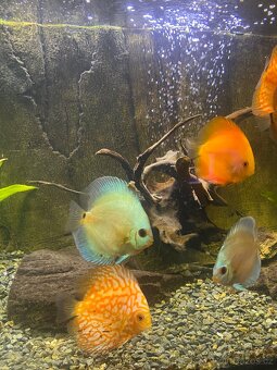 Discus (Terčovec) - 5