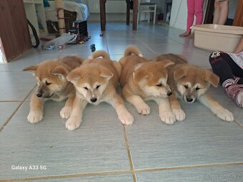 Akita Inu mám holky i kluky inz platí do smazání - 5