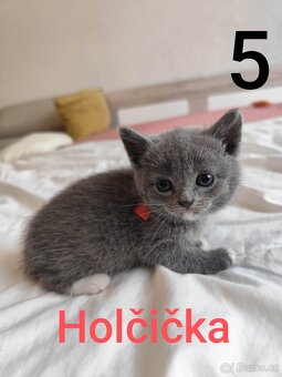 Britská modrá krátkosrstá koťátka - 5