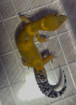 Gekončík noční 2.0 Tangerine 35g - 5