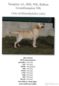 Labradorský retrívr s PP - 5