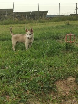 Sibiřský Husky - štěňátka - 5