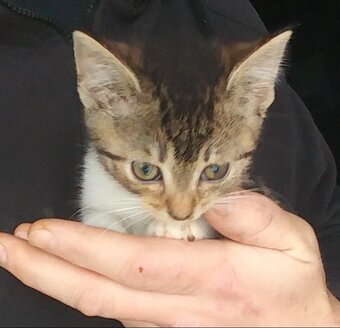 Nabízím koťata - 5