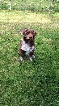 Štěně křížence - 5