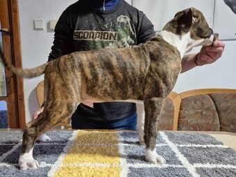 Americký stafordšírský teriér s PP - 5