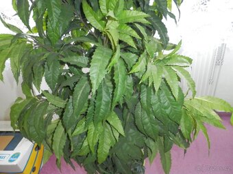 Umělý strom do bytu, hustý, velký-145 cm - 5