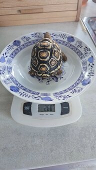 Suchozemské želvy - 5