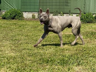Prodám thajského ridgebacka, chovného psa - 5