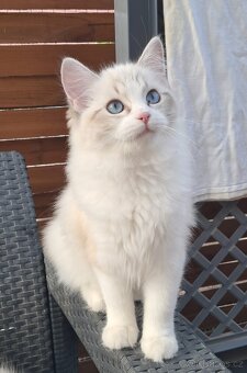 Kočička  ragdoll s PP - 5