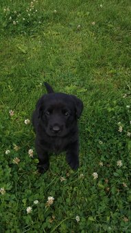 Labradorský retrívr (štěně) - 5