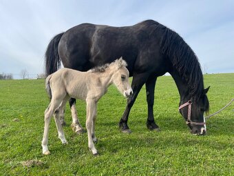 Welsh Part-Bred hřebeček po Chanel - 5