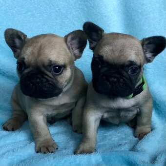 Francouzský buldoček s PP - 5