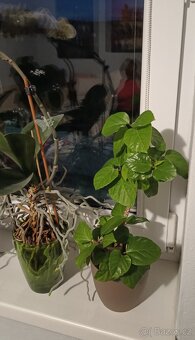 Ibišek - Hibiscus rosa, Orchidej - Phalaenopsis - 5