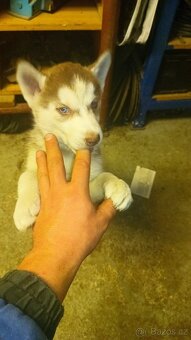 Sibiřský husky - 5