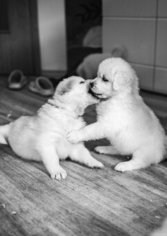 Slovenský čuvač - štěňátka s PP - 5