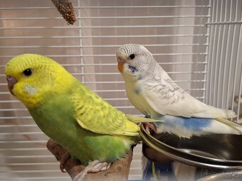 Andulky vlnkovane - 5