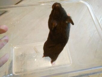 Křeček syrský/zlatý - 5