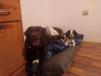 Labradorský retrívr s PP- krytí - 5