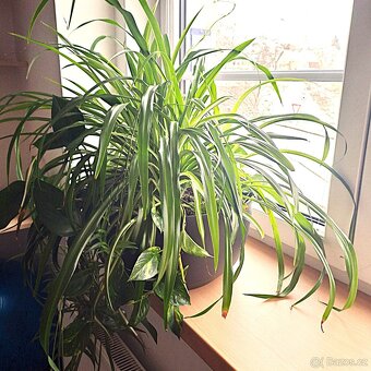 Velká pokojová rostlina - 5