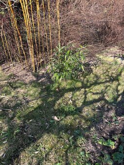 Mrazuvzdorný bambus (Phyllostachys aurea) sazenice - 5