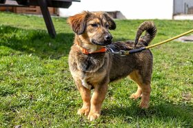 GIDELON -pes, štěně 4 měsíce, většího vzrůstu - 5
