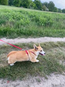 corgi pembrok sPP - 5