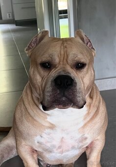 AMERICAN BULLY POCKET KRYTÍ - 5