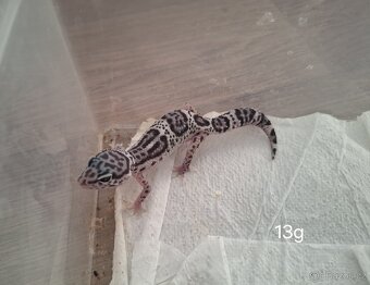 Gekončík noční (Eublempharis macularius) - 5