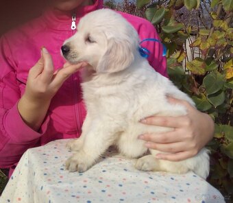 Zlatý retriever, zlatý retrívr - štěňata - 5
