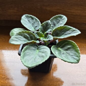 Fialka tmavě růžová - 5