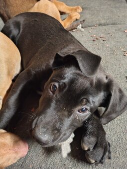 Kříženec štěňátko - 5