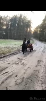 Fríský valach, 17 let - 5