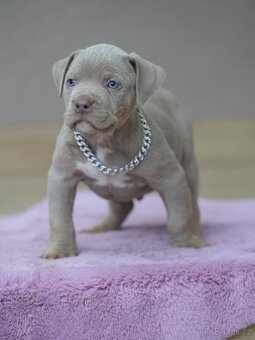 American Bully XL / XXL - 5