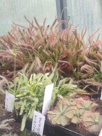 Masožravky Dionaea muscipula a jiné - 5