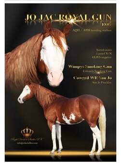 Klisnička Quarter Horse - 5