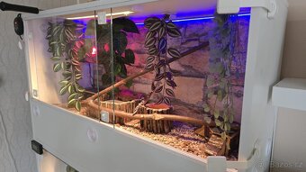 Prodám komplet zařízené terárium i s krajtou (kluk 1rok). - 5